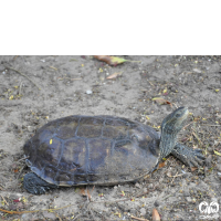 گونه لاکپشت خزری Caspian Pond Turtle